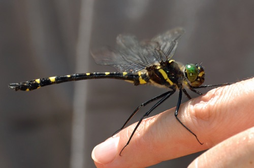 Male
2008_05_31_Rabun